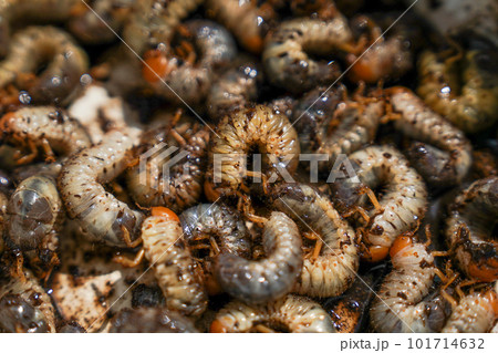 コガネムシの幼虫 101714632