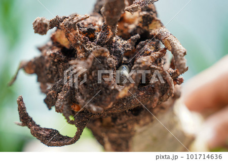 コガネムシの幼虫に食べられた金のなる木の根っこ 101714636