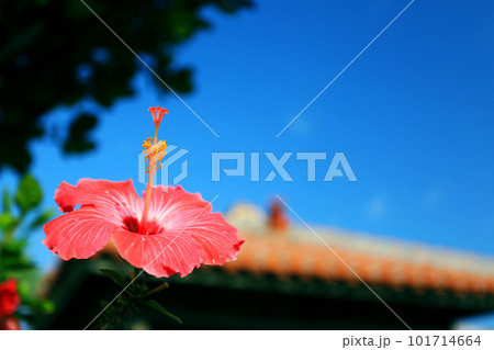 沖縄 赤いハイビスカスと赤瓦屋根とシーサーと青空 沖縄 赤いハイビスカスと赤瓦屋根とシーサーと青空 101714664