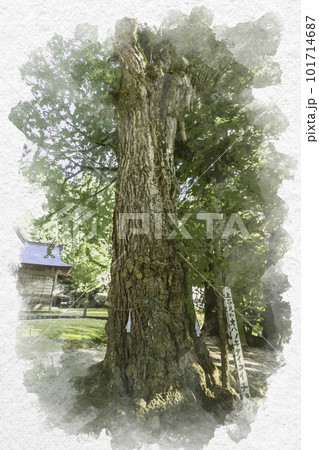 水彩画風　大石見神社　オハツキタイコイチョウ　鳥取県日南町 101714687