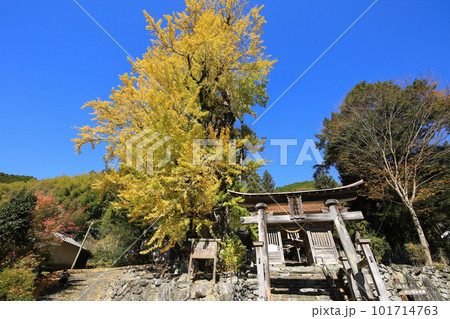 愛媛県内子町　三島神社　乳出の大銀杏 101714763