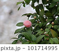 ピンクの椿 101714995