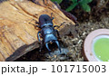 コクワガタさん 101715003