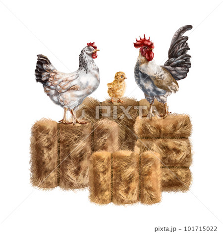 A composition of a white chicken, a chicken and a gray rooster among a pile of golden haystacks. For postcards, textiles, booklets, banners, stickers. Digital illustration. 101715022
