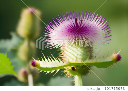 Burdock Flower Botanical Illustration, Arctium, Lappa Realistic Painting, Burdock Drawing Imitation, Abstract Generative AI Illustration 101715078
