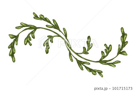 Ornament of verdure on a white background. Design for herbal tea, natural cosmetics, aromatherapy, health products, textiles. Ornament of verdure on a white background. Design for herbal tea, natural cosmetics, aromatherapy, health products, textiles. 101715173
