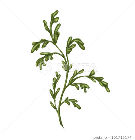 Wild wild leaves of white chamomile, with green leaves. On a white background. Design for herbal tea, natural cosmetics, aromatherapy, health products, textiles Wild wild leaves of white chamomile, with green leaves. On a white background. Design for herbal tea, natural cosmetics, aromatherapy, health products, textiles 101715174