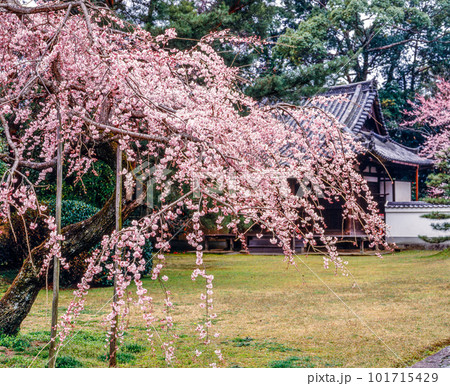 東大寺清凉院の桜 RVP100 Mamiya RB67 Pro SD 1993年4月10日 東大寺清凉院の桜 RVP100 Mamiya RB67 Pro SD 1993年4月10日 101715429
