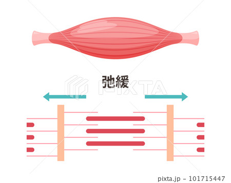かわいい筋肉のイラスト_弛緩した筋肉の筋原線維 かわいい筋肉のイラスト_弛緩した筋肉の筋原線維 101715447