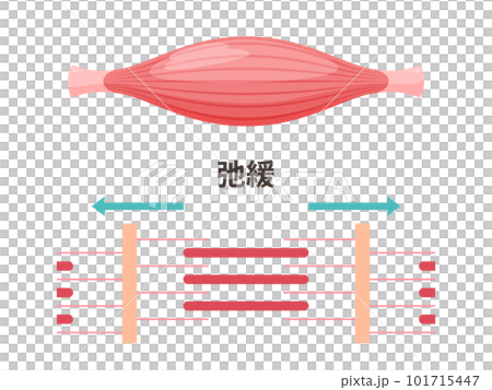 かわいい筋肉のイラスト_弛緩した筋肉の筋原線維 かわいい筋肉のイラスト_弛緩した筋肉の筋原線維 101715447