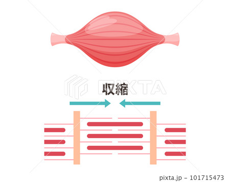 かわいい筋肉のイラスト_収縮した筋肉の筋原線維 かわいい筋肉のイラスト_収縮した筋肉の筋原線維 101715473