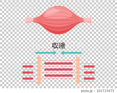 かわいい筋肉のイラスト_収縮した筋肉の筋原線維 かわいい筋肉のイラスト_収縮した筋肉の筋原線維 101715473
