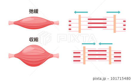 かわいい筋肉のイラスト_弛緩時と収縮時の筋原線維 101715480