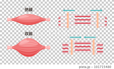 かわいい筋肉のイラスト_弛緩時と収縮時の筋原線維 101715480