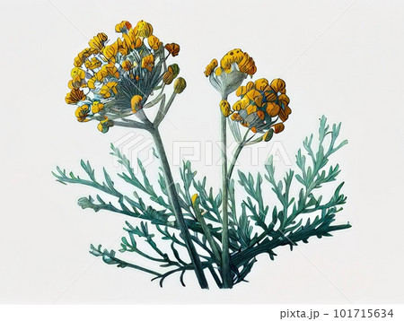 Helichrysum Immortelle Everlasting Medicinal Plant, Strawflower Abstract Generative AI Illustration Helichrysum Immortelle Everlasting Medicinal Plant, Strawflower Abstract Generative AI Illustration 101715634