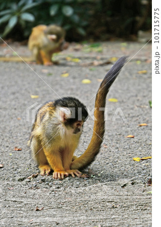 小さくてかわいいリスザル 101715775