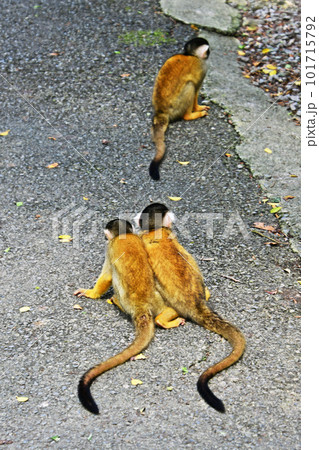 小さくてかわいいリスザル 101715792