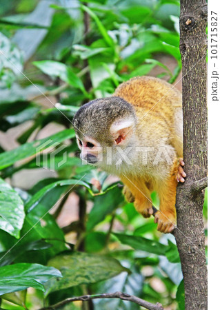 小さくてかわいいリスザル 101715827