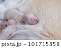 Newborn golden retriever puppy detail closeup pet 101715858