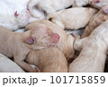 Newborn golden retriever puppy detail closeup pet 101715859