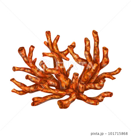 Sea coral is bright red-orange in color. Isolated object on a white background. Tropical underwater world. Digital illustration. 101715868