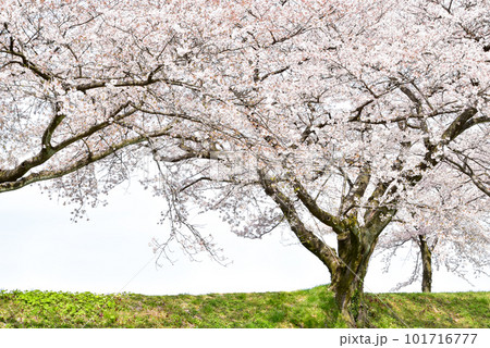 富山県朝日町の桜並木 101716777