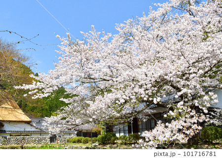 兵庫県朝来市生野町の左中の千年家の桜 兵庫県朝来市生野町の左中の千年家の桜 101716781