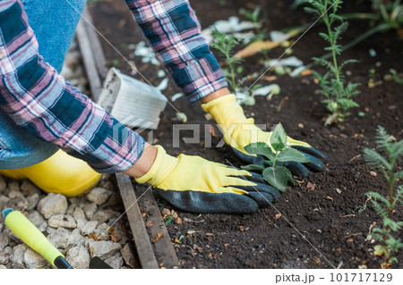 Woman planting young seedlings in the soil. Horticulture and sustainability gardening hobby. Healthy organic food concept Woman planting young seedlings in the soil. Horticulture and sustainability gardening hobby. Healthy organic food concept 101717129