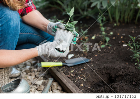 Hand of woman gardener in gloves holds seedling of small apple tree in her hands preparing to plant it in the ground. Tree planting concept 101717152