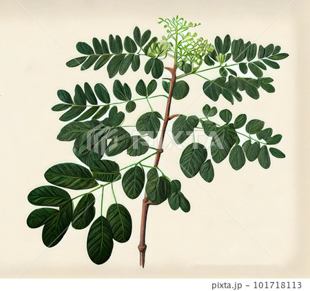 Moringa Oleifera, Moringa Drumstick Tree, Horseradish, Ben Oil, Benzolive Tree Abstract Generative AI Illustration 101718113
