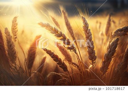 Wheat Field Texture, Golden Barley Ears Background, Ripening Cereals, Abstract Generative AI Illustration Wheat Field Texture, Golden Barley Ears Background, Ripening Cereals, Abstract Generative AI Illustration 101718617