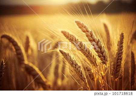 Wheat Field Texture, Golden Barley Ears Background, Ripening Cereals, Abstract Generative AI Illustration Wheat Field Texture, Golden Barley Ears Background, Ripening Cereals, Abstract Generative AI Illustration 101718618