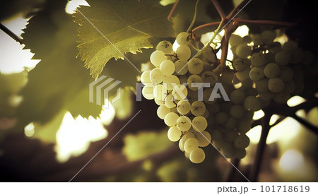 White Grapes Old Photo, Grape Vintage Postcard, Abstract Generative Ai Illustration White Grapes Old Photo, Grape Vintage Postcard, Abstract Generative Ai Illustration 101718619