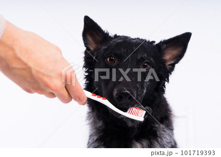 Brushing a dog's teeth. Male hand holds animal toothbrush. Pet hygiene concept. Brushing a dog's teeth. Male hand holds animal toothbrush. Pet hygiene concept. 101719393