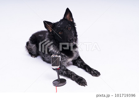 Mudi dog with microphone on white studio background Mudi dog with microphone on white studio background 101719396
