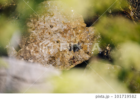 Biologists Study Crab Life In Wild. View Through Green Foliage On Crab Sits On Muddy Stones. The concept of studying arthropods . 101719582