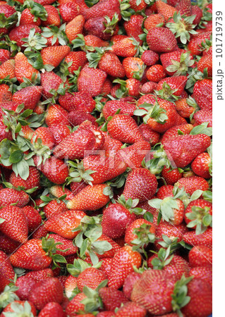Ripe Red Strawberries background, top view Ripe Red Strawberries background, top view 101719739
