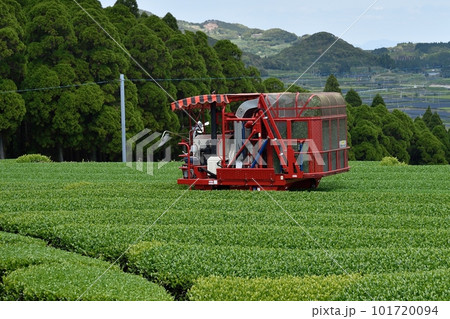 一番茶の刈り取り 一番茶の刈り取り 101720094