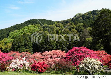 青空を背景に満開のツツジ咲く笠間つつじ公園より里山を望む風景 101720448