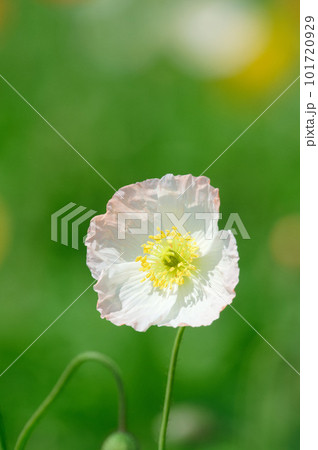 白いポピー 101720929