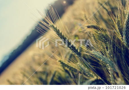 Agriculture concept Agriculture concept 101721026