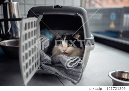 A beautiful cat in a portable cage. 101721203