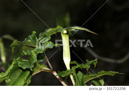 スルガテンナンショウ 101721206