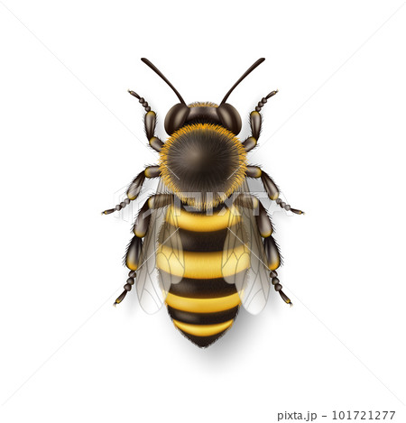 Vector 3d Realistic Detailed Honey Bee Icon...のイラスト素材 [101721277] - PIXTA