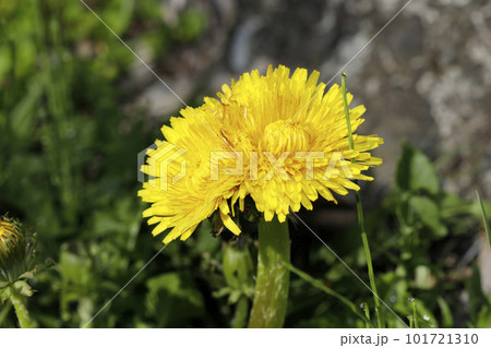 帯化したタンポポの花 101721310
