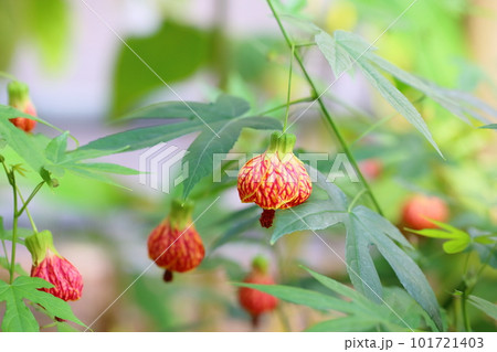 アブチロンの花 アブチロンの花 101721403
