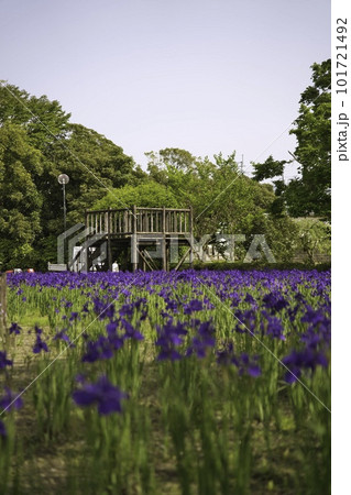 都城市早水公園 R5年 あやめ 都城市早水公園 R5年 あやめ 101721492