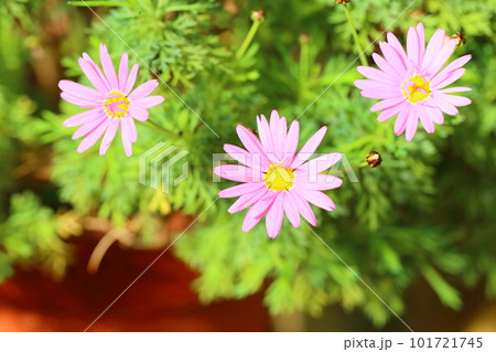 可愛い　デイジーの花 101721745