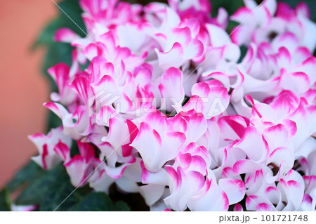 可愛い　シクラメンの花 101721748