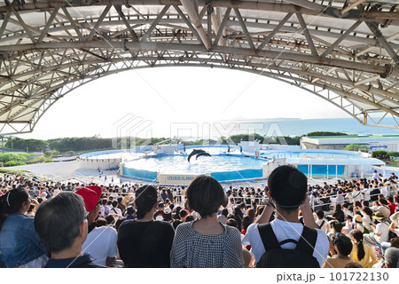 海洋博公園のイルカショー 海洋博公園のイルカショー 101722130